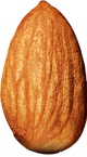 Almond.png