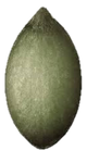 Pumpkin_Seed.png